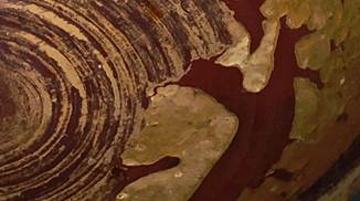 A picture containing mollusk

Description automatically generated