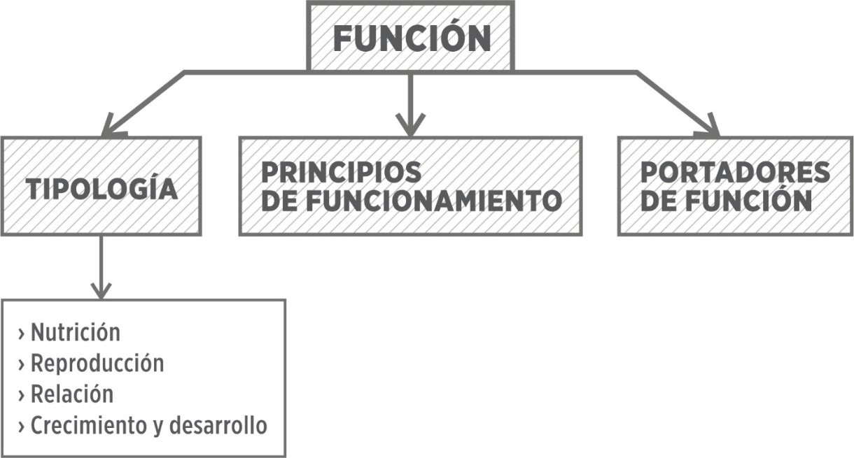 Tool to apply biomimetics to the Conceptualization of Objects.
